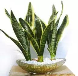 什么樣的植物能有效去除辦公室甲醛等有害物質呢？